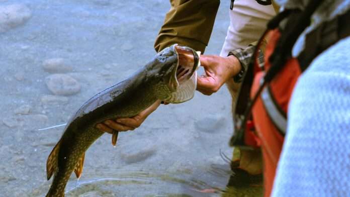Fisher holding a fish