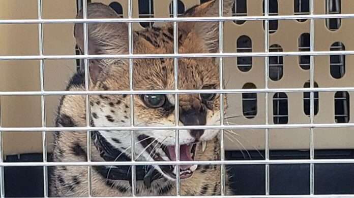 Photo of a serval cat snarling inside a pet carrier