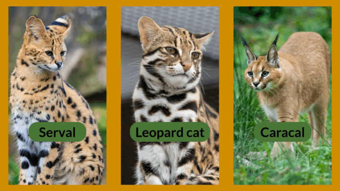 Side-by-side photos of a serval, a leopard cat and a caracal.
