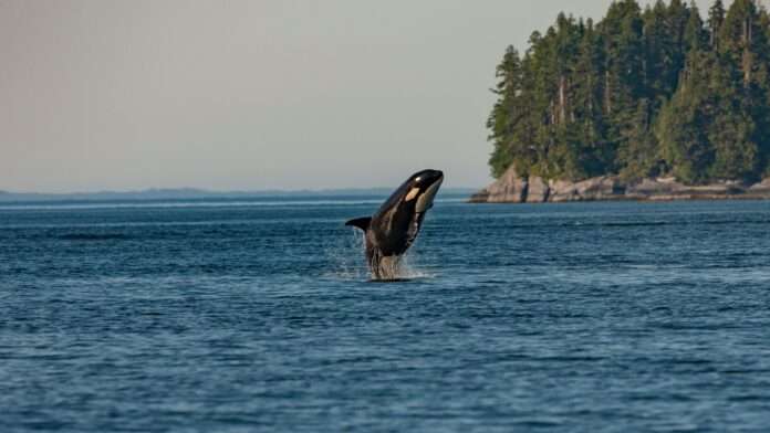 Photo of an orca leaping out of the water.