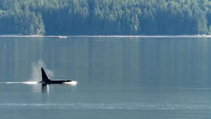 Photo of orca breaching