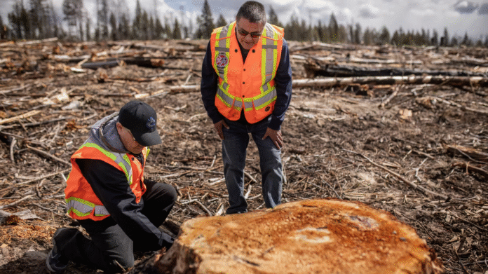 Photo of Gary Stump and Percy Guichon inspecting a tree planting