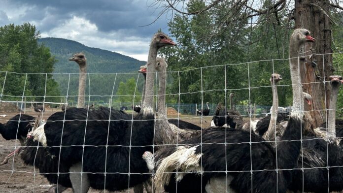 Photo of ostriches