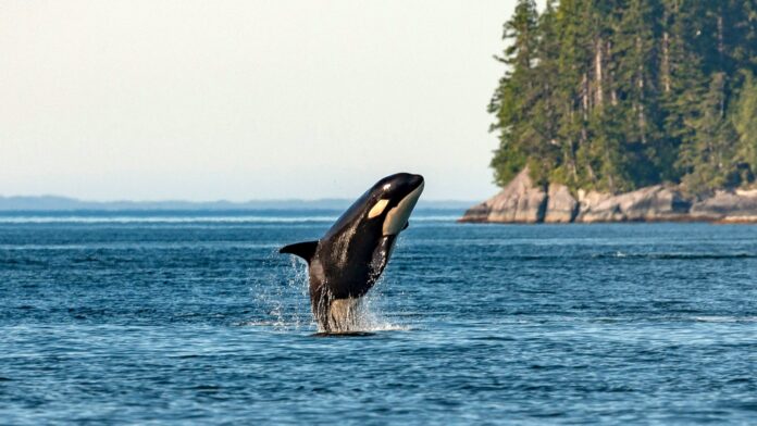 An orca breaching the water